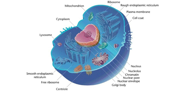 Top Cell Biology Flashcards - ProProfs
